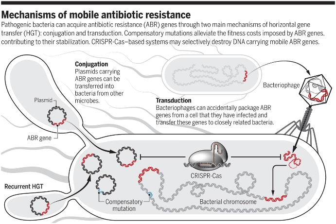 figura 1 Science 2019 The evolution of antibiotic resistance